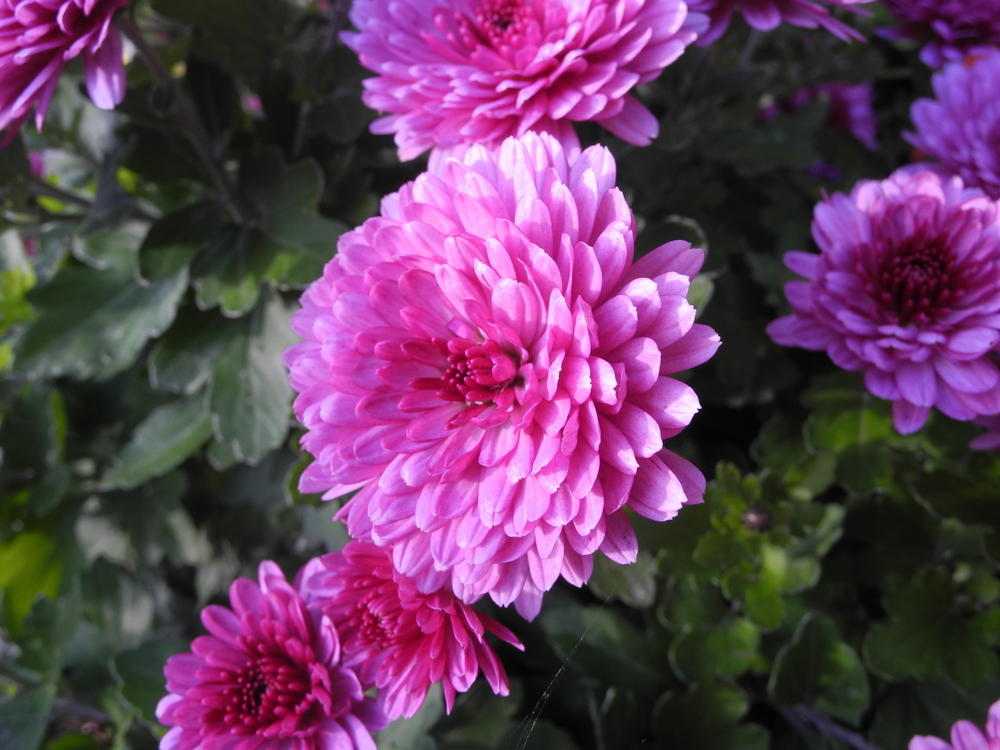 Plants in Ireland Fernhill Garden Centre